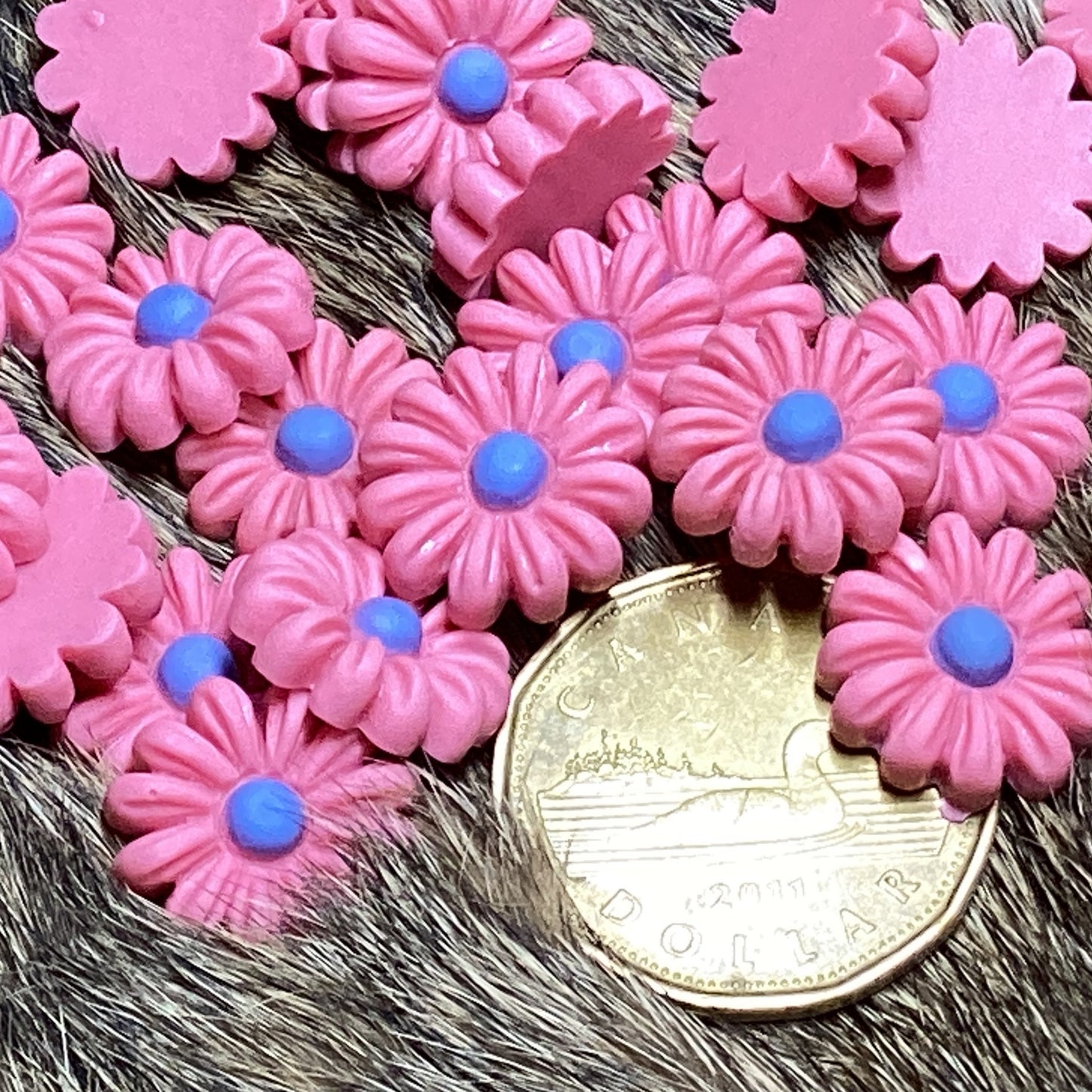 Pink daisies with blue center