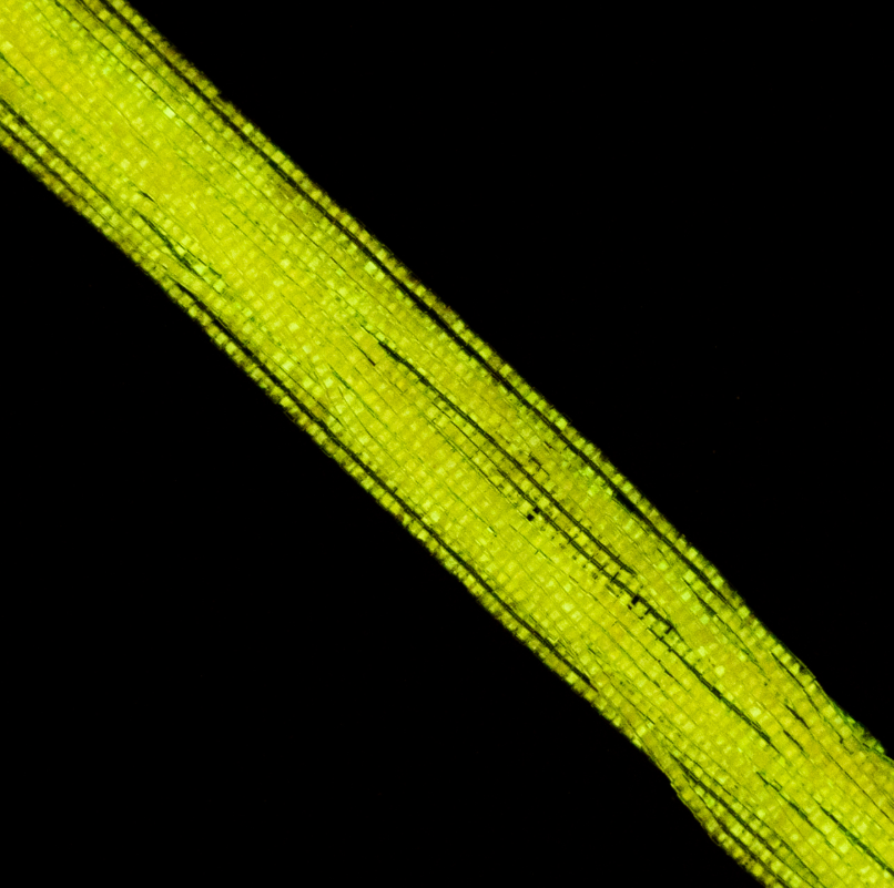 Cylin Bead 11/0 approx.23g Hank Glow in Dark - Light Yellow (1147H)