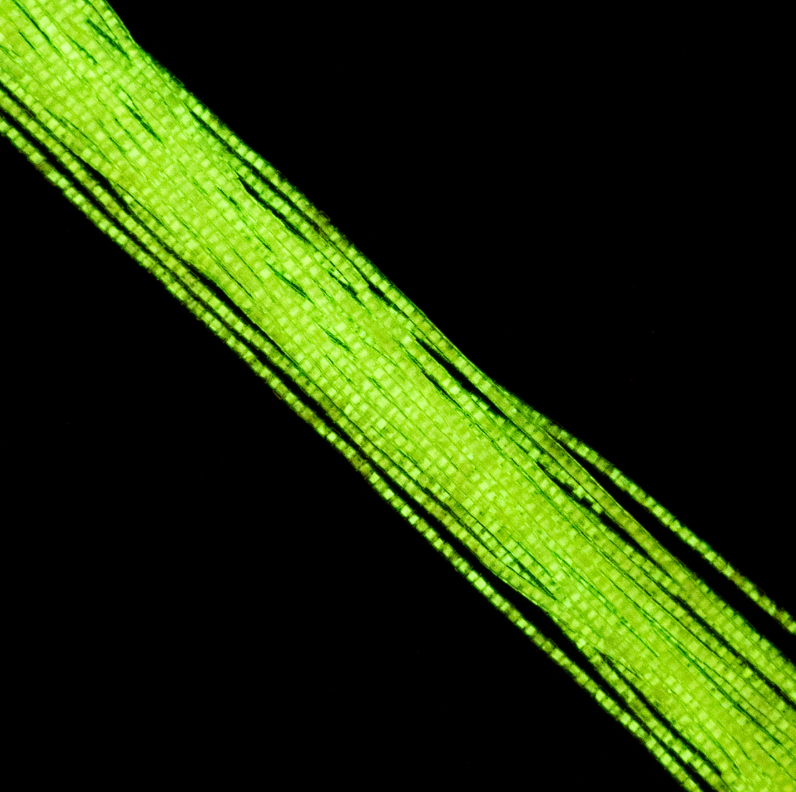 Cylin Bead 11/0 approx.23g Hank Glow in Dark - Yellow Neon (1143H)