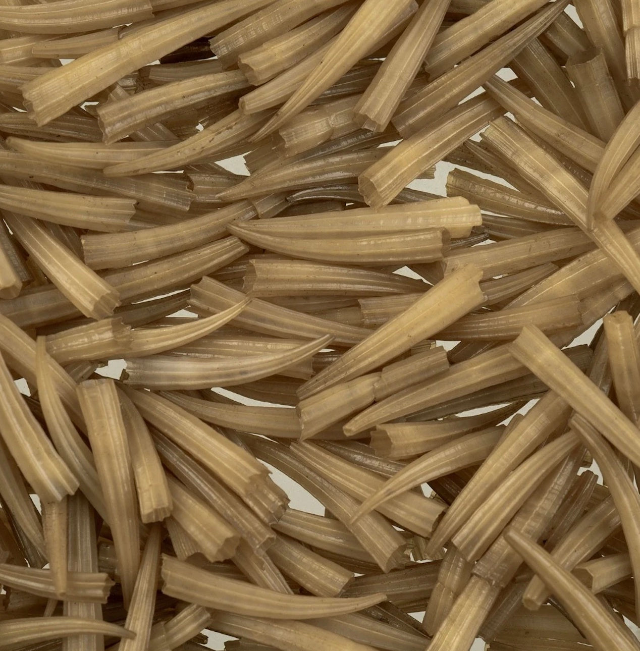 Dentellium .5- 1 inch Not Water Resistant