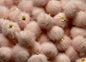 Mini Poms