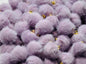Mini Poms
