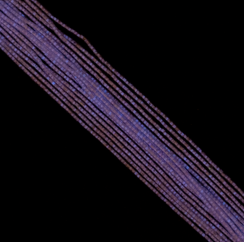 Cylin Bead 11/0 approx.23g Hank Glow in Dark - Violet (1140H)