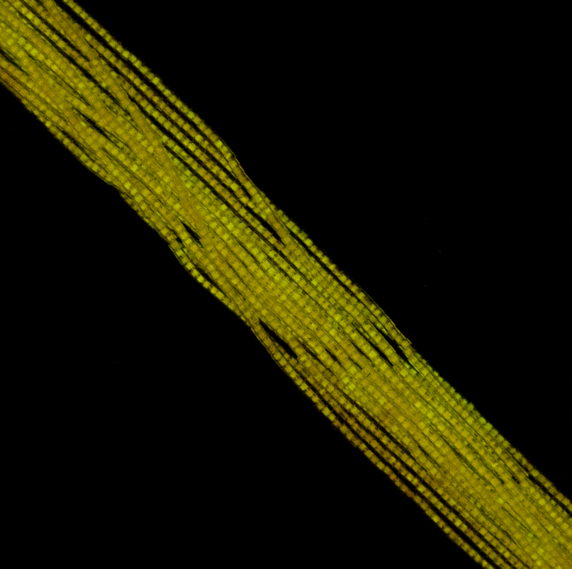 Cylin Bead 11/0 approx.23g Hank Glow in Dark - Gold Yellow (1146H)