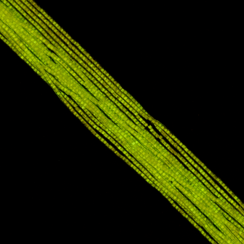 Cylin Bead 11/0 approx.23g Hank Glow in Dark - Yellow (1142H)