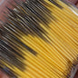 quill yellow