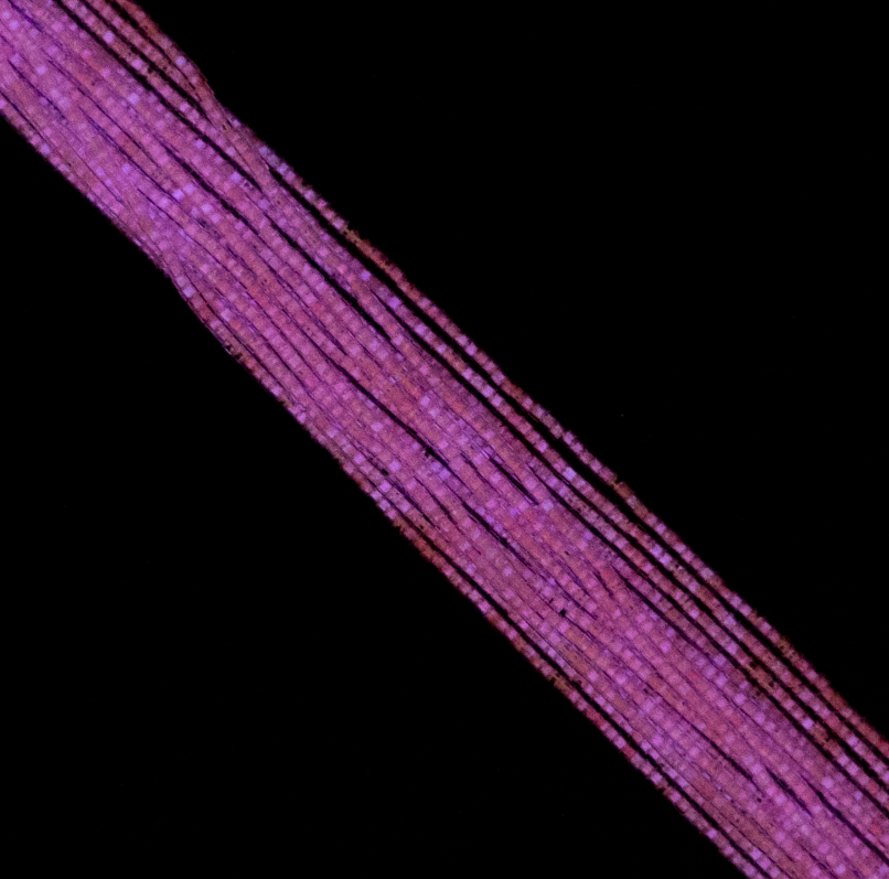 Cylin Bead 11/0 approx.23g Hank Glow in Dark - Rose (1139H)