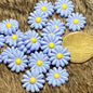 Baby blue daisies