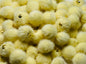 Mini Poms