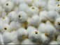 Mini Poms