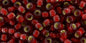 11/0 TOHO Dk ruby S/L Matte
