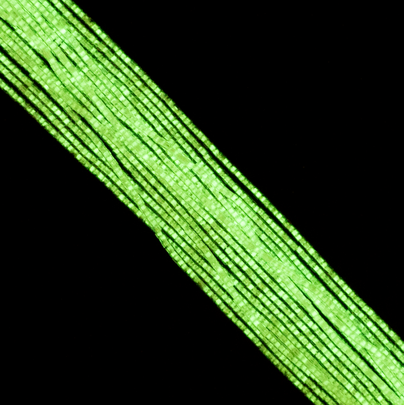 Cylin Bead 11/0 approx.23g Hank Glow in Dark - White to Green