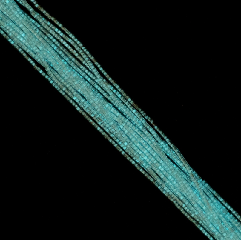 Cylin Bead 11/0 approx.23g Hank Glow in Dark - White to Turquoise (1135H)