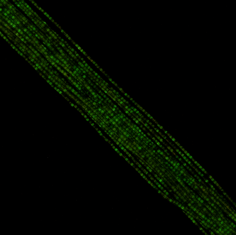 Cylin Bead 11/0 approx.23g Hank Glow in Dark - Grey (1153H)