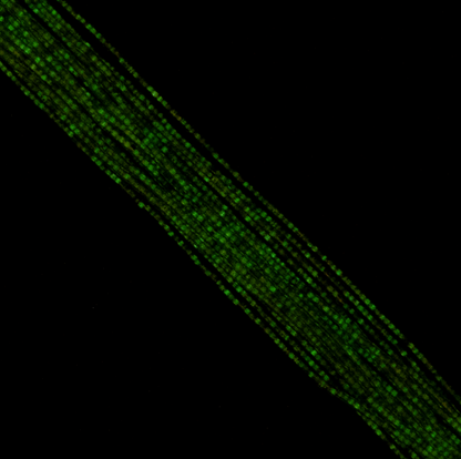 Cylin Bead 11/0 approx.23g Hank Glow in Dark - Grey (1153H)